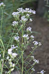 Ivyleaf thoroughwort